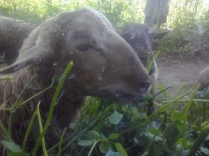 Peeking Sheep